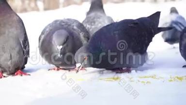 <strong>鸽子</strong>在雪地里吃谷物。 在阳光明媚的霜天，<strong>灰鸽子</strong>在雪中成群地啄食